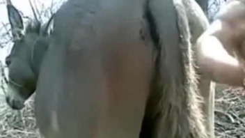 A lustful zoophile likes a tight ass of a donkey