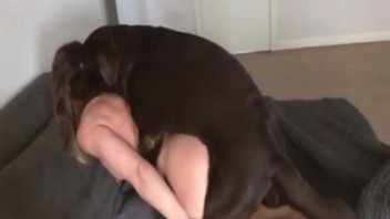 A huge black dog fucked a busty lady hard