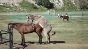 Lustful donkey fucked sexy horse