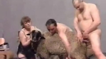 Zoophiles gently fuck a sexy sheep