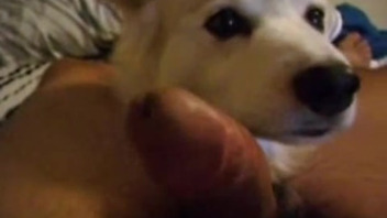 Hot blowjob from a beautiful white doggy